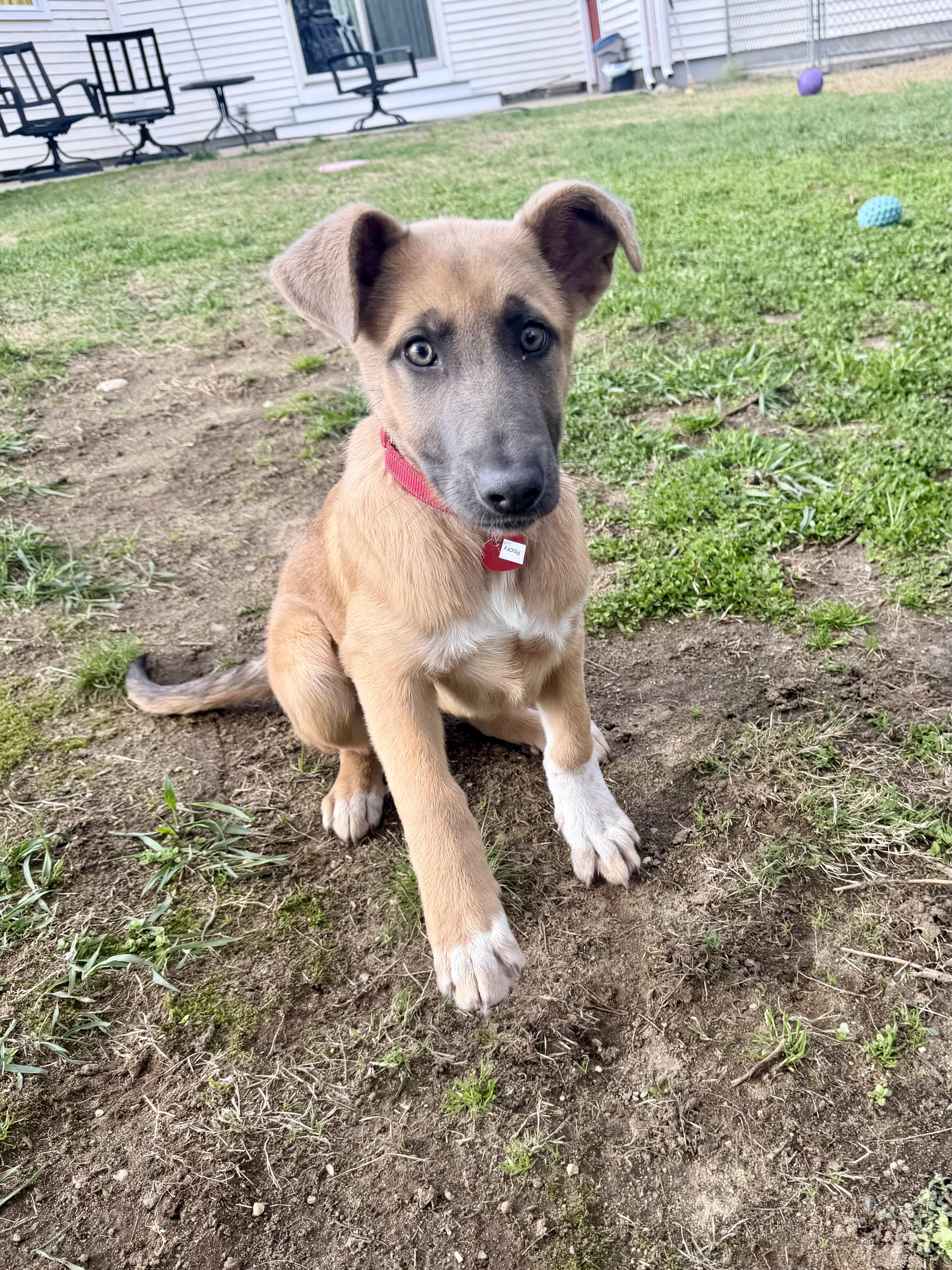 Rocky, ADOPTABLE, Puppy Male Shepherd.