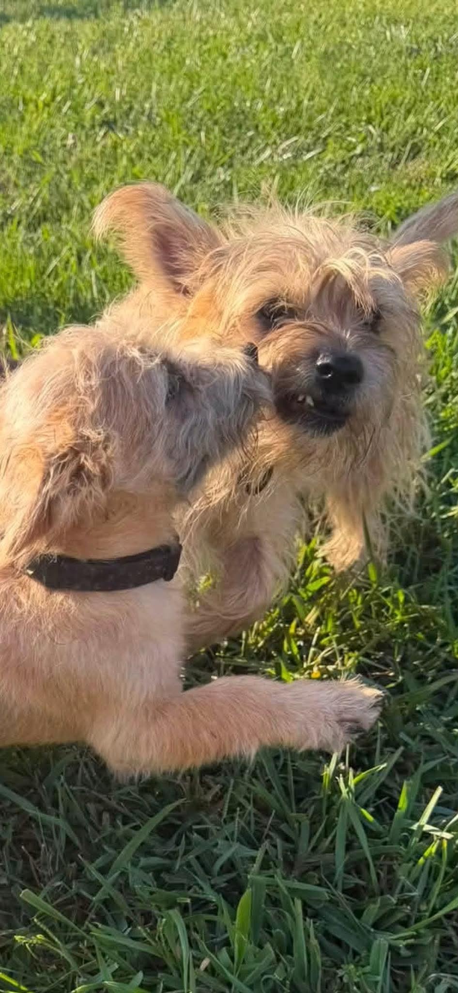 Enlarge Piper, a Adopted Cairn Terrier in Ashville, OH image 1/1