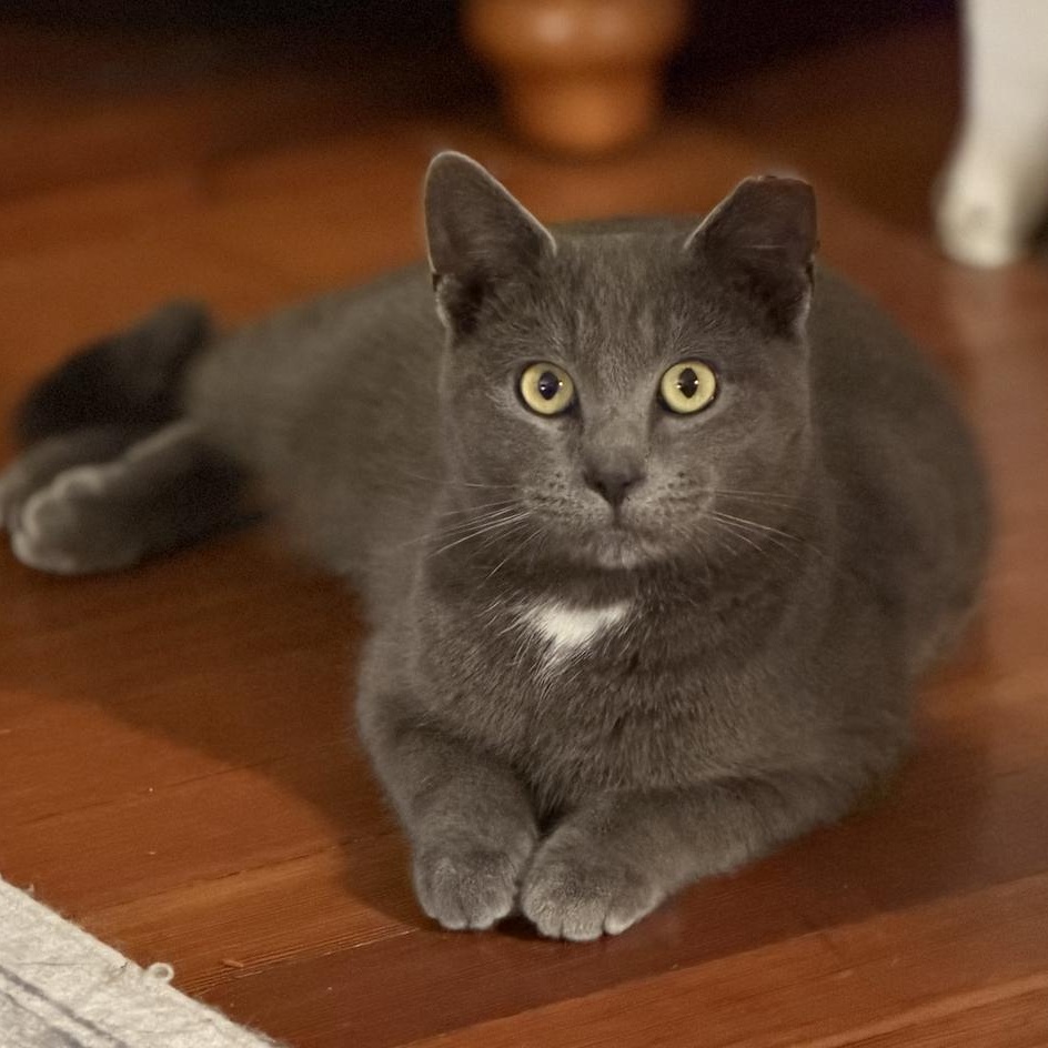 Mau , ADOPTABLE, Young Male Domestic Short Hair.