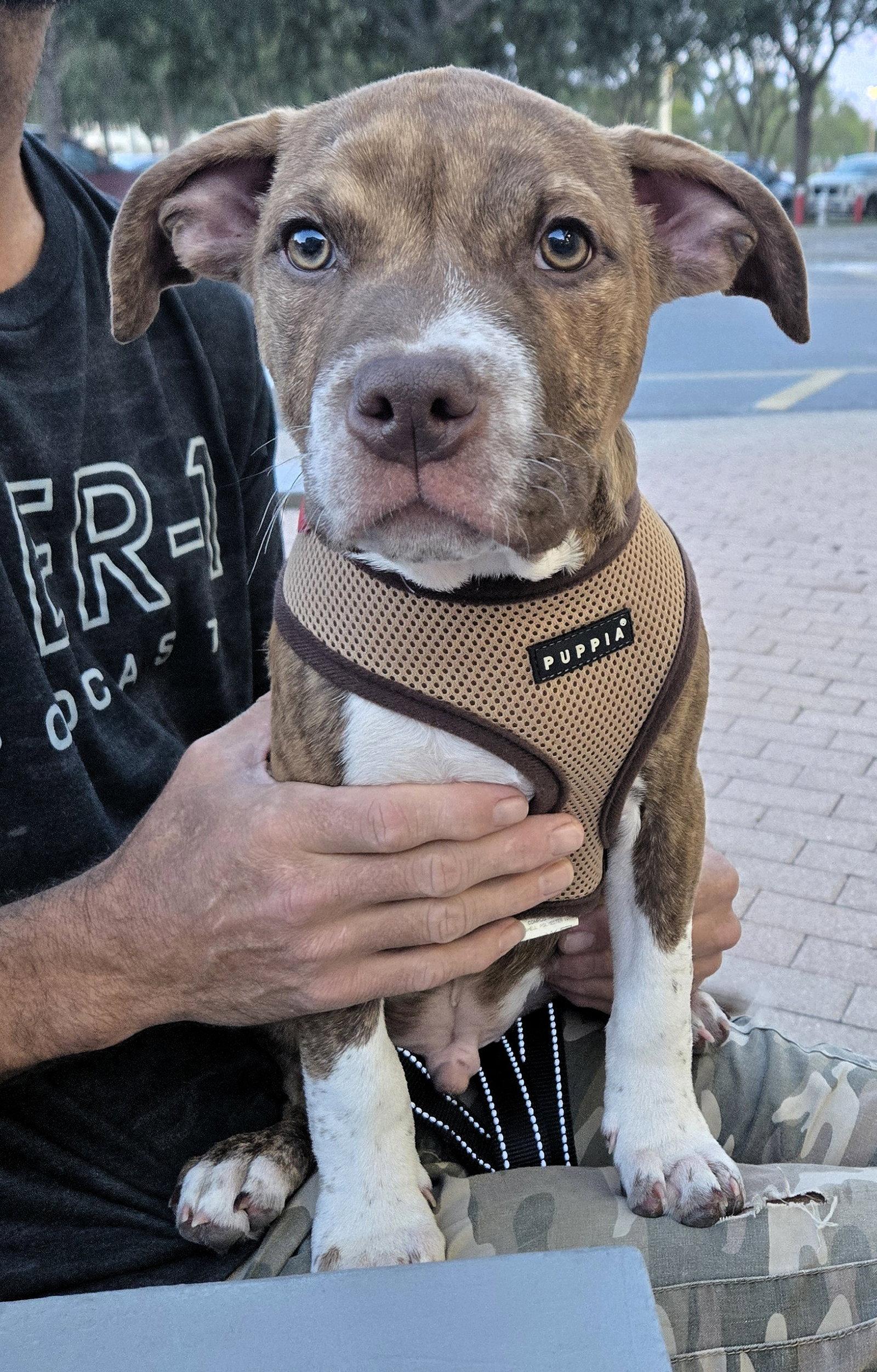 Todo, a Adopted mixed breed in Lighthouse Point, FL image 1/3