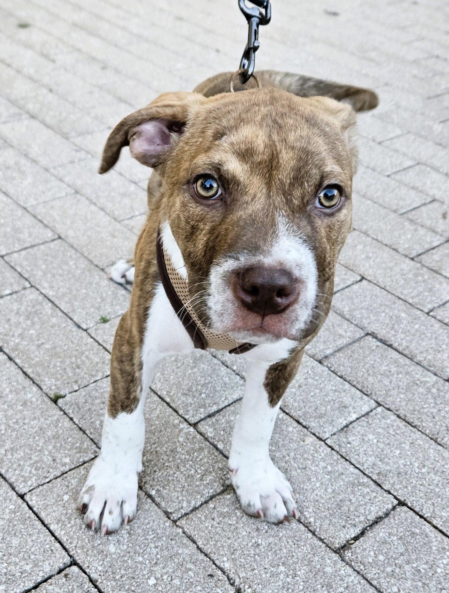 Todo, a Adopted mixed breed in Lighthouse Point, FL image 2/3
