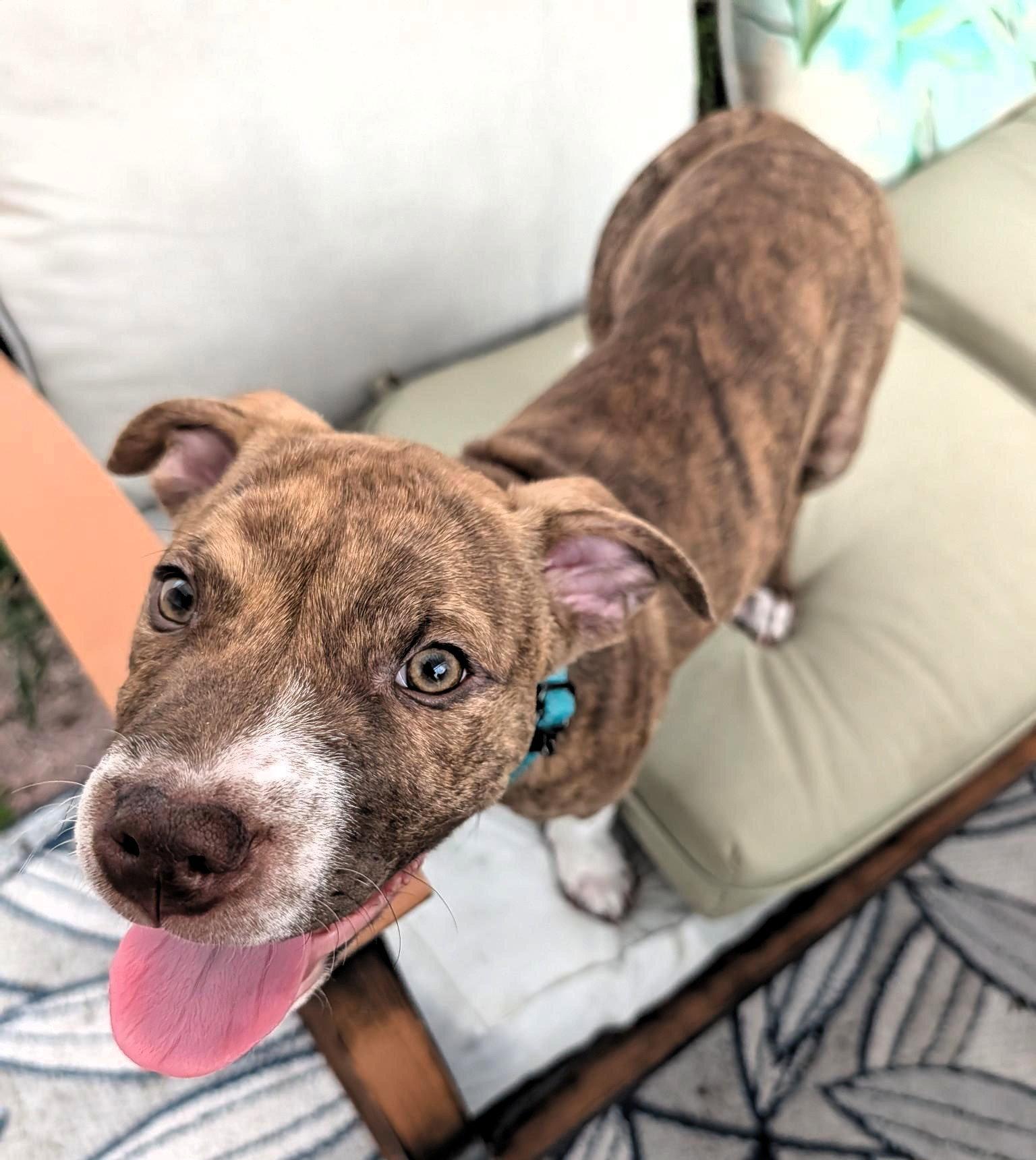 Todo, a Adopted mixed breed in Lighthouse Point, FL image 3/3