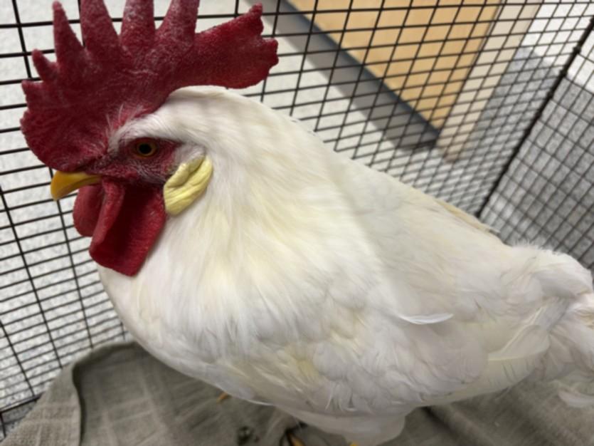 RAPHAEL, Adoptable, Young Male Chicken.