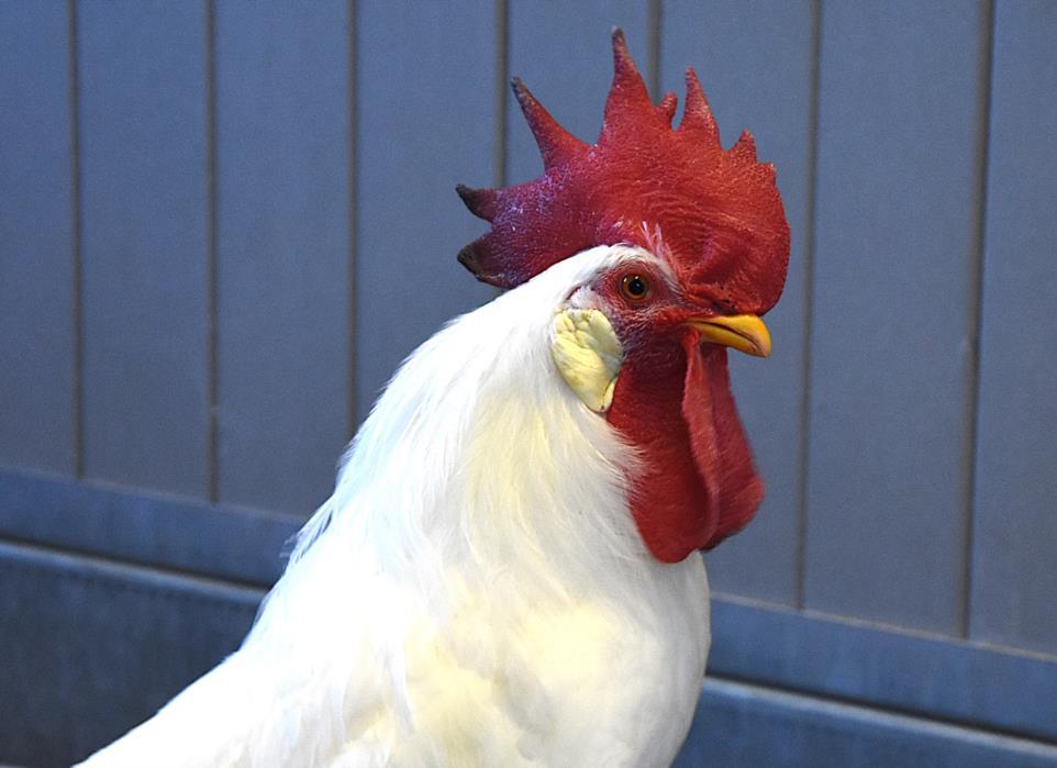 RAPHAEL, Adoptable, Young Male Chicken.