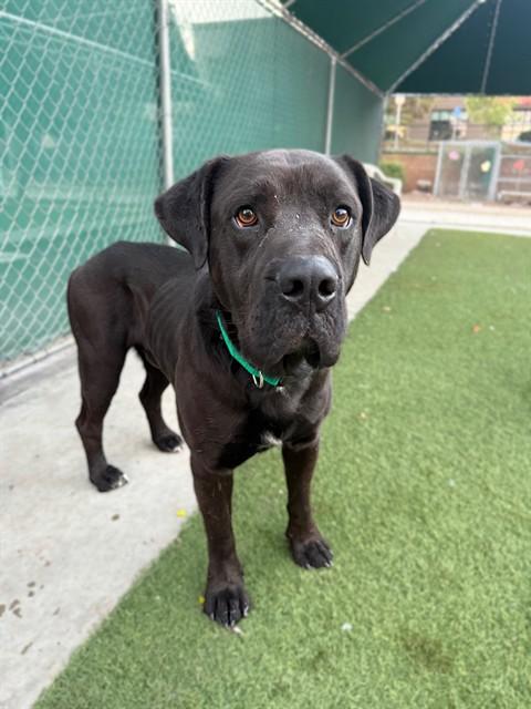 DEACON, Adoptable, Adult Male Mastiff & Labrador Retriever.