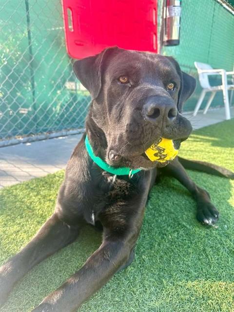 Enlarge DEACON, a Adoptable mixed breed in Agoura, CA image 1/1