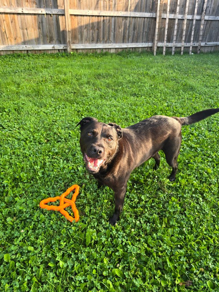 Anakin, Adoptable, Adult Male Retriever.