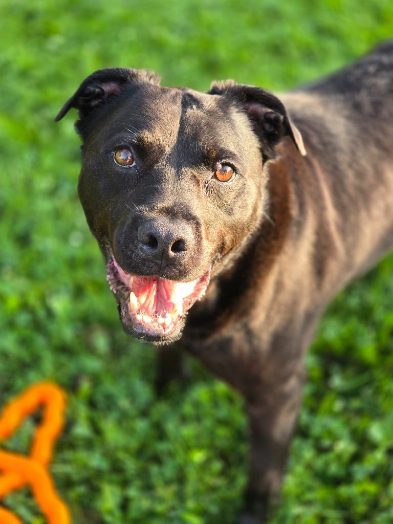 Enlarge Anakin, a Adoptable Retriever in Decatur, IN image 2/3