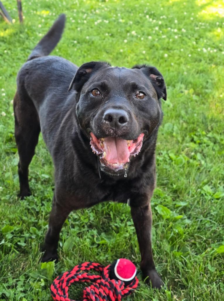 Enlarge Anakin, a Adoptable Retriever in Decatur, IN image 3/3