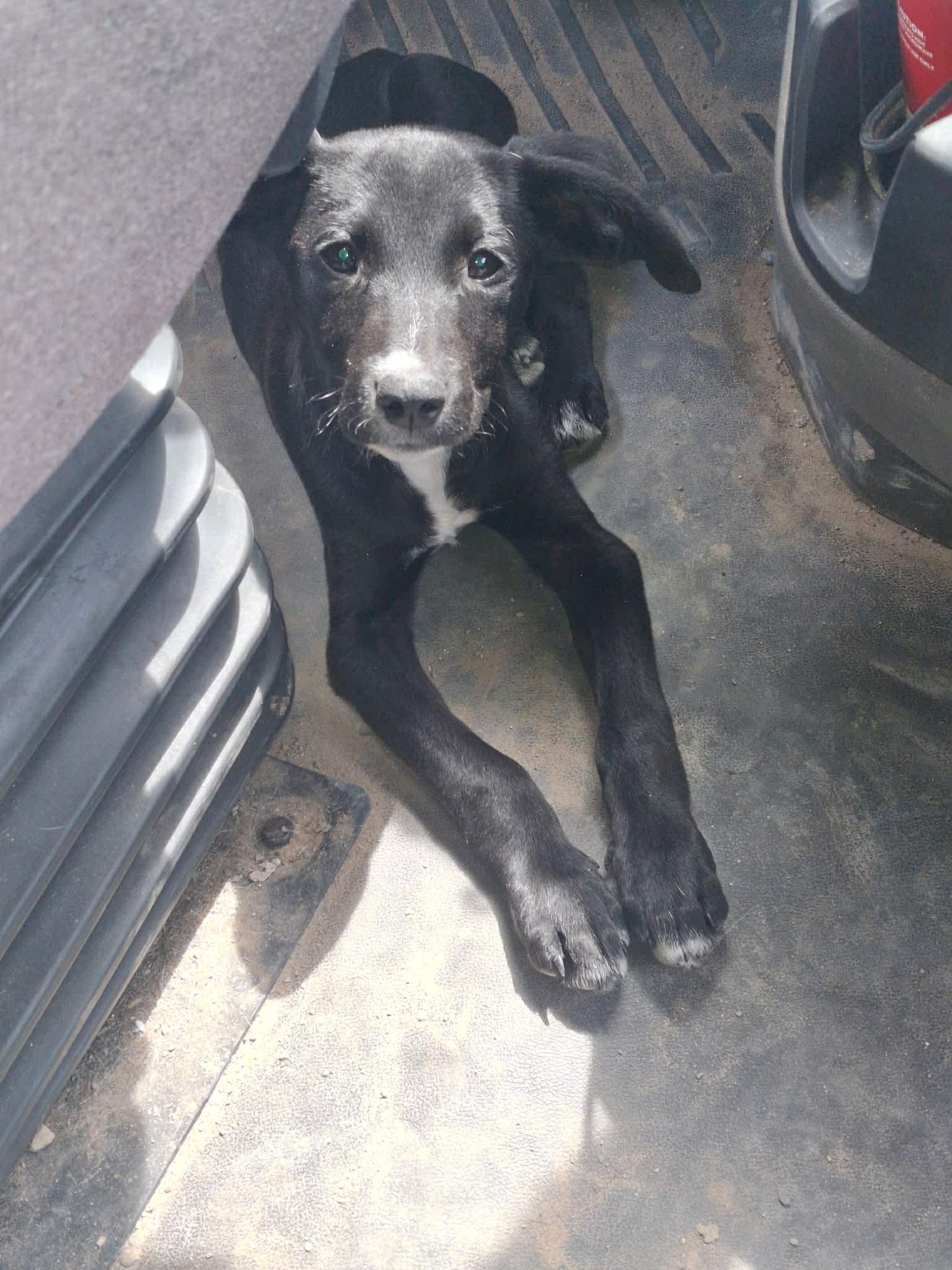 Enlarge Max, an adopted mixed breed in Austin, TX image 3/4