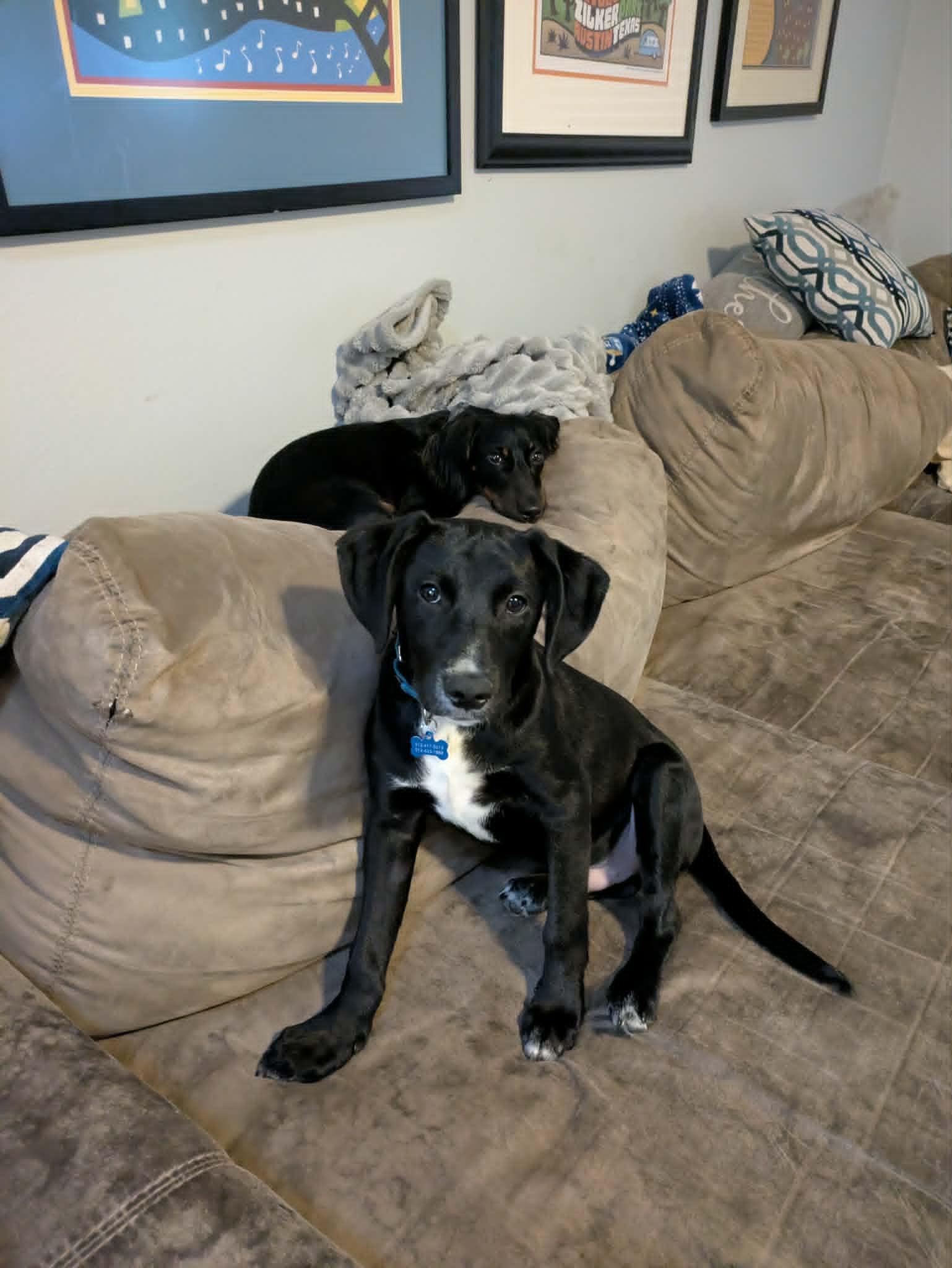 Enlarge Max, an adopted mixed breed in Austin, TX image 1/4