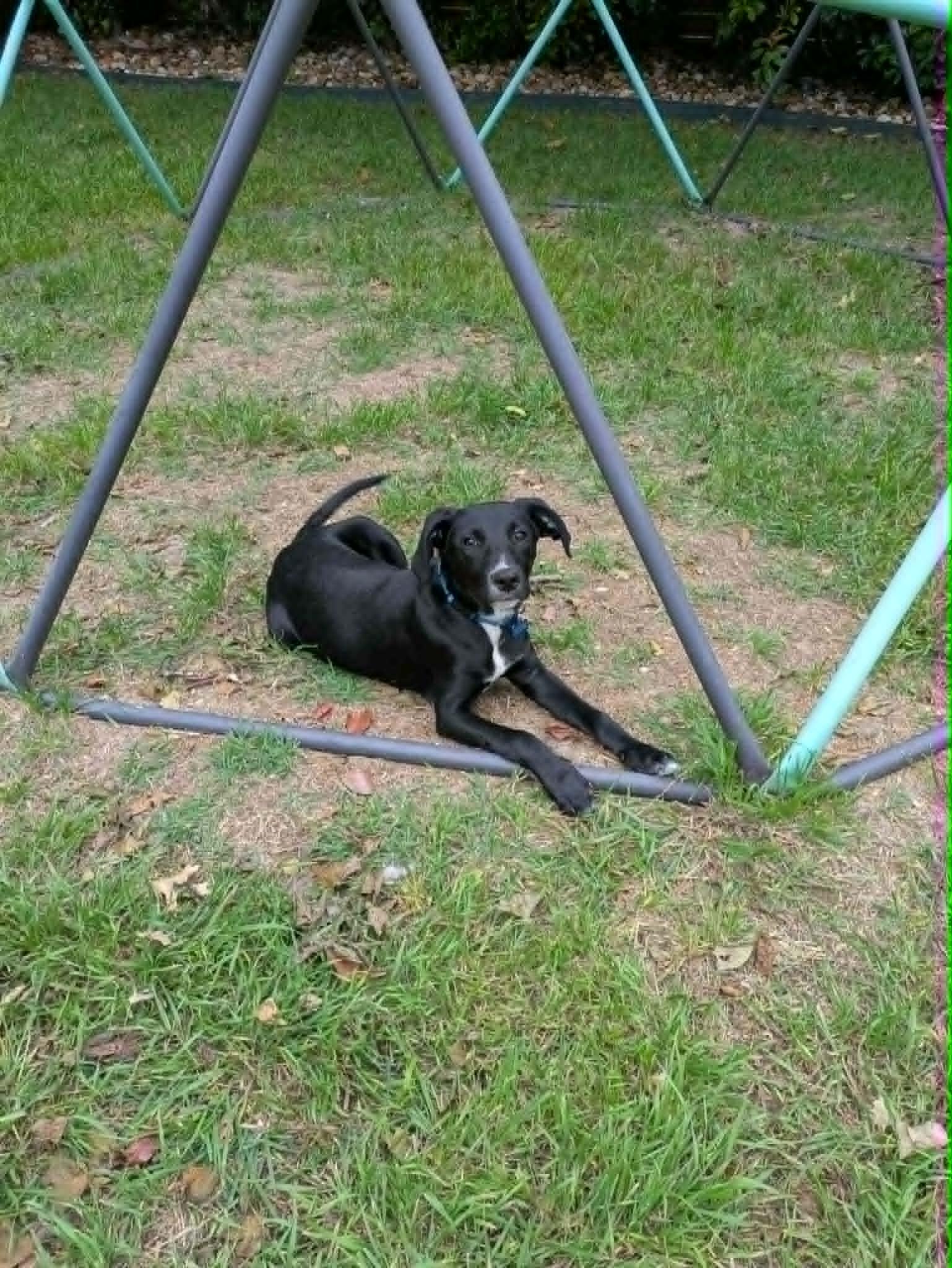 Enlarge Max, an adopted mixed breed in Austin, TX image 4/4