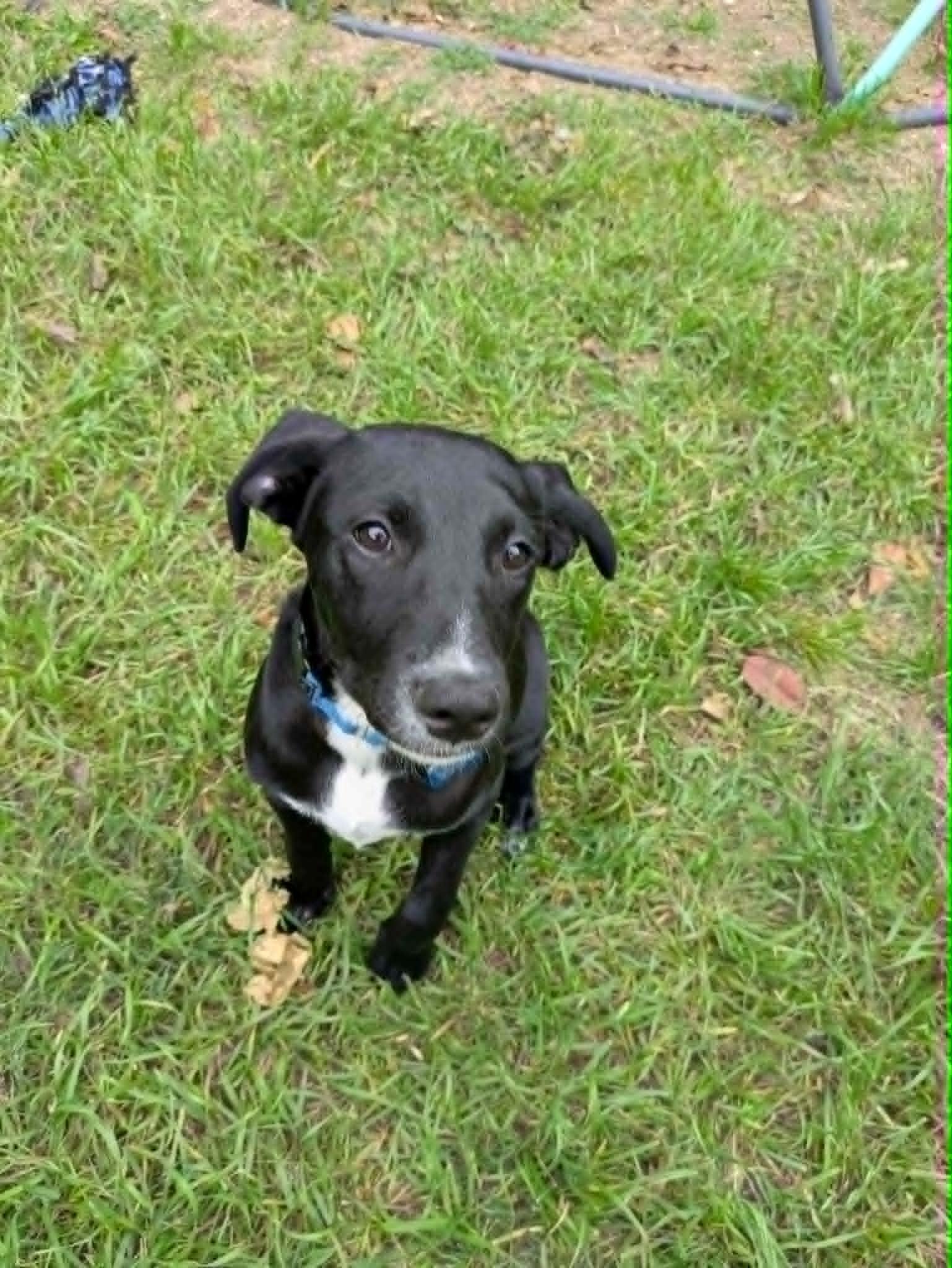 Enlarge Max, an adopted mixed breed in Austin, TX image 2/4