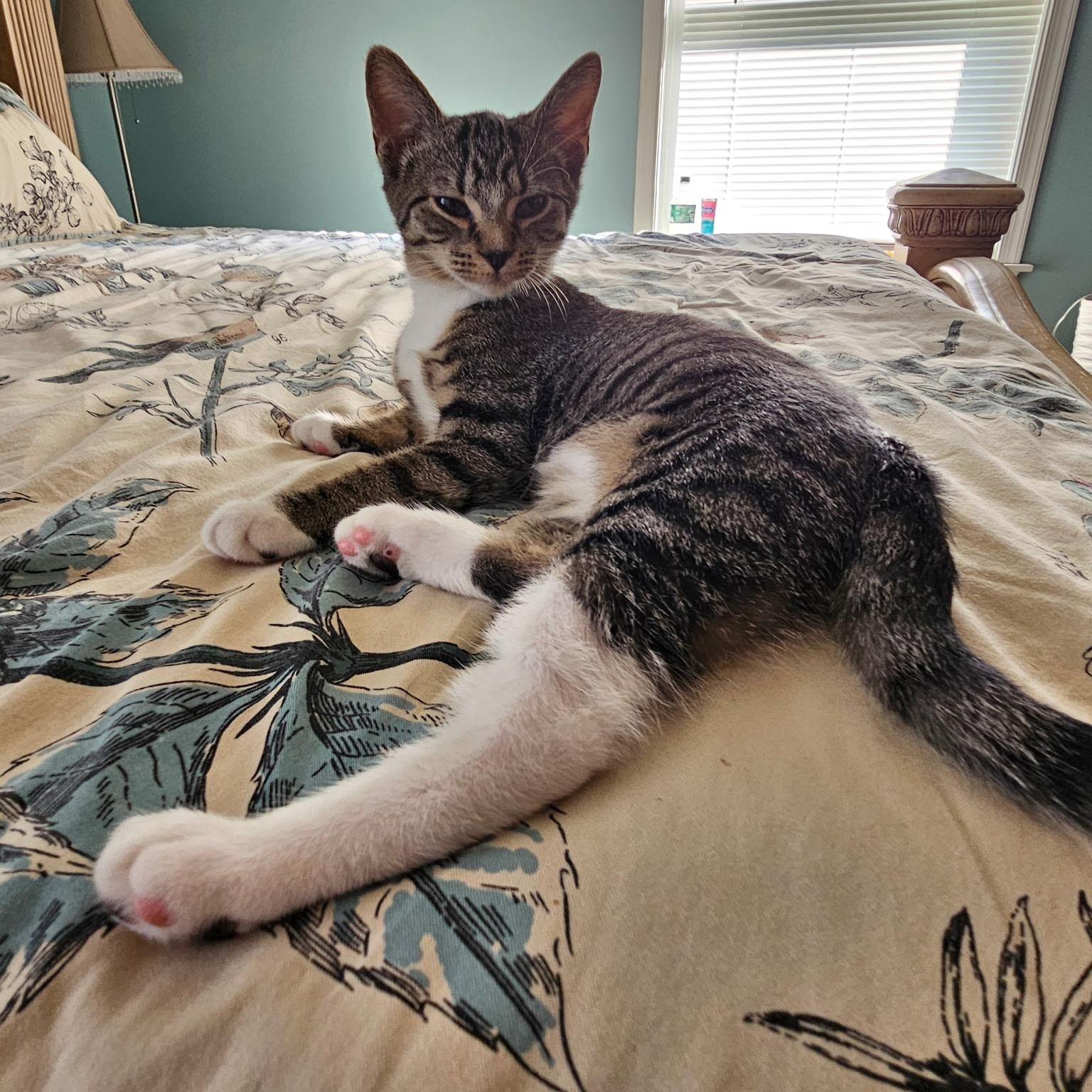 Kathryn, a ADOPTABLE Domestic Short Hair in Sewell, NJ image 2/2