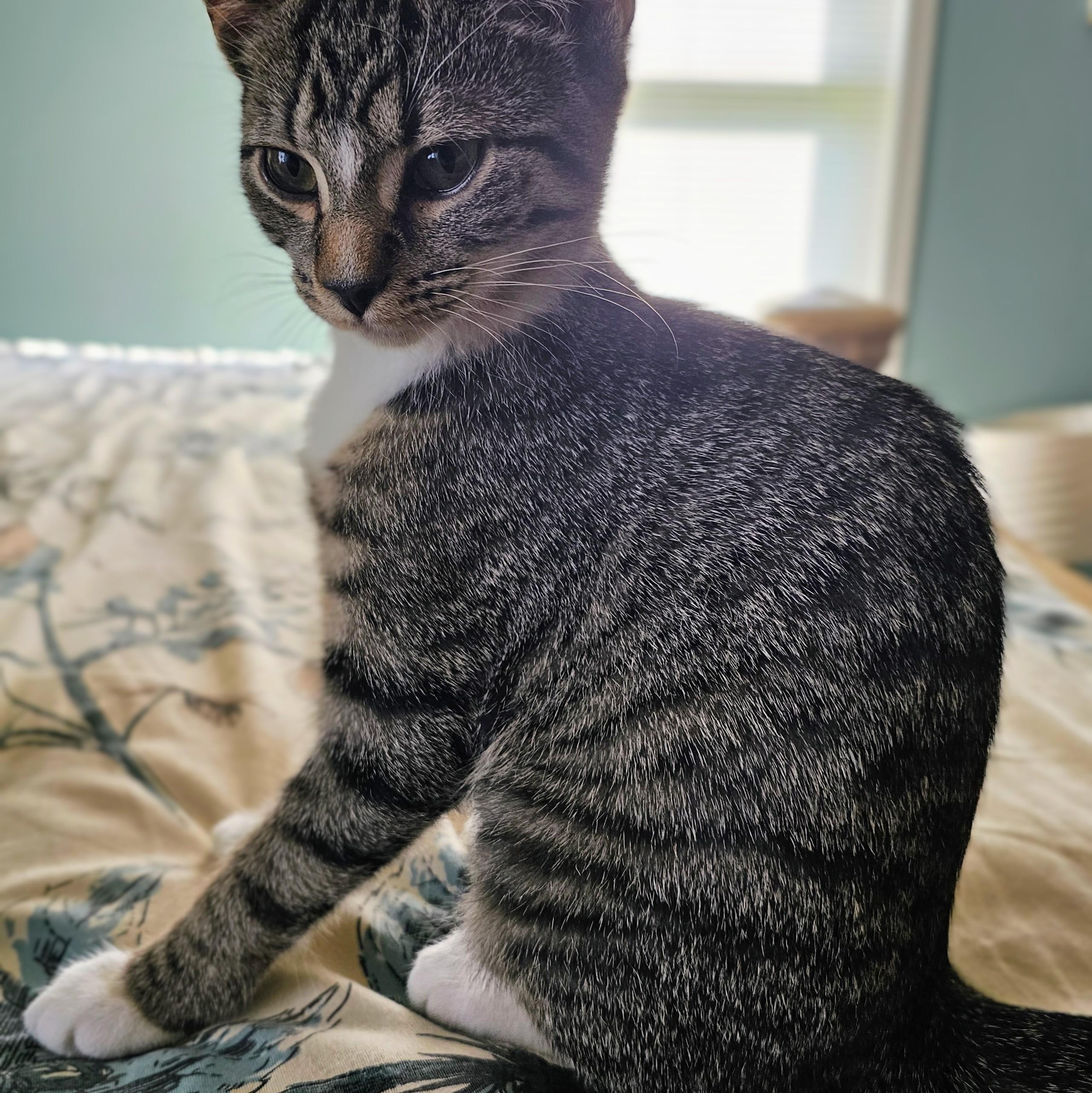 Kathryn, ADOPTABLE, Kitten Female Domestic Short Hair.