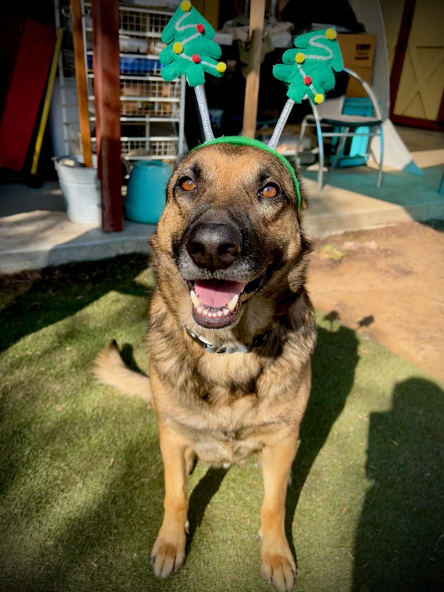 Enlarge Bear, a Adoptable German Shepherd Dog in santa monica, CA image 1/6