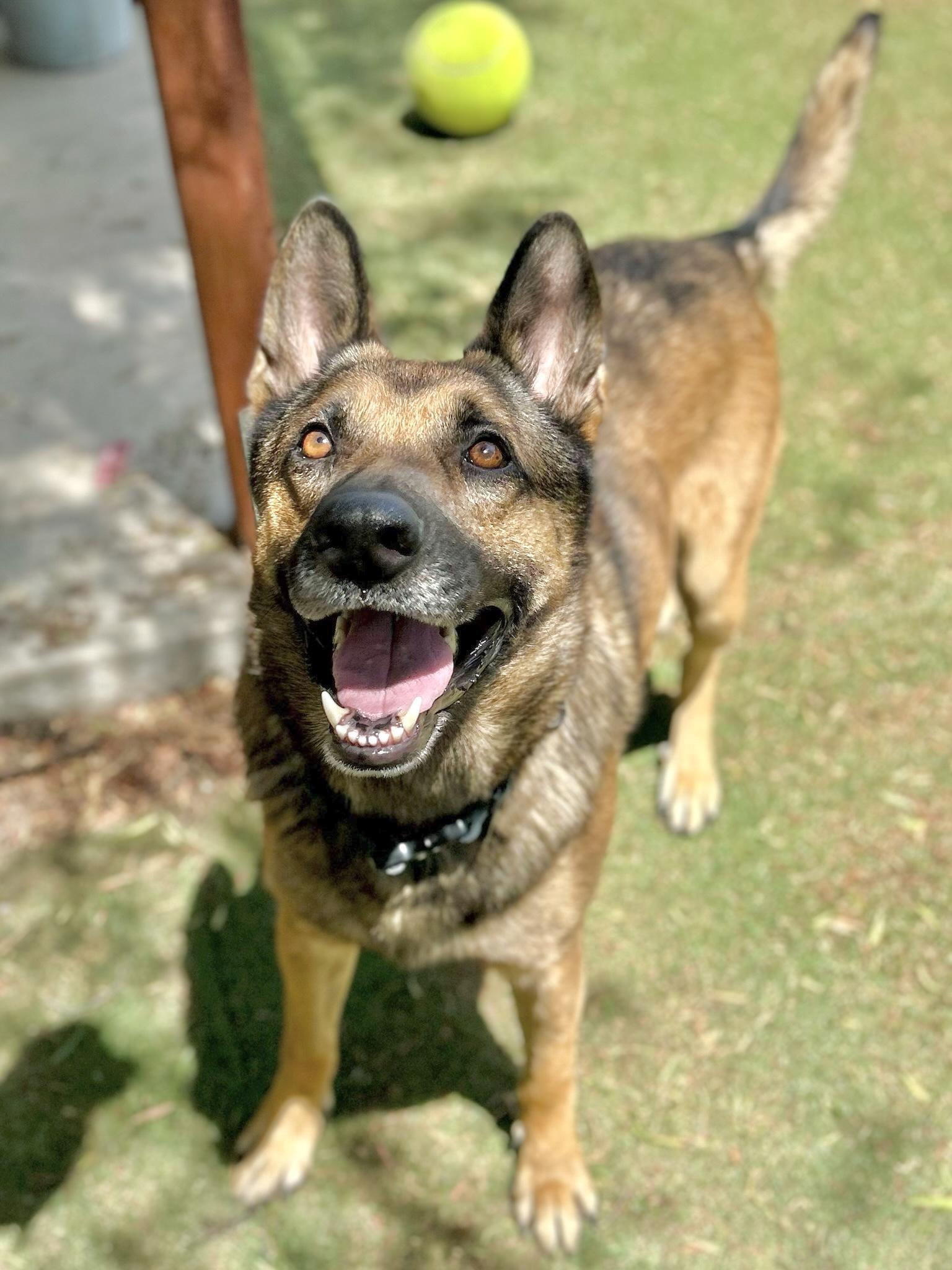 Enlarge Bear, a Adoptable German Shepherd Dog in santa monica, CA image 3/6