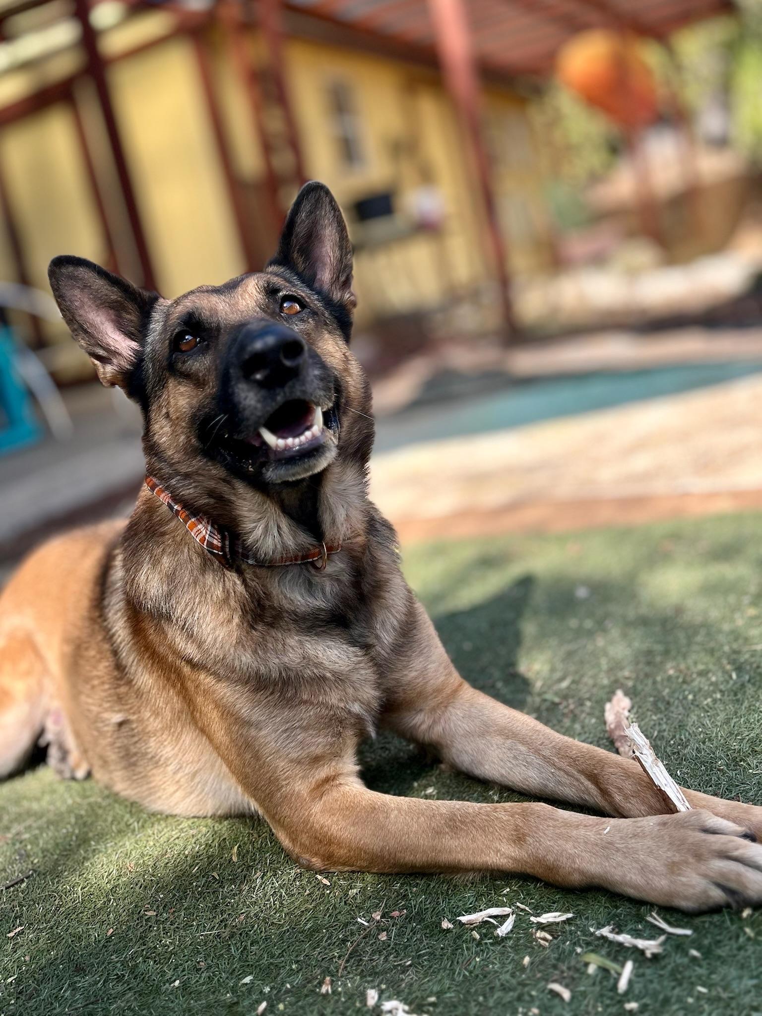 Enlarge Bear, a Adoptable German Shepherd Dog in santa monica, CA image 6/6