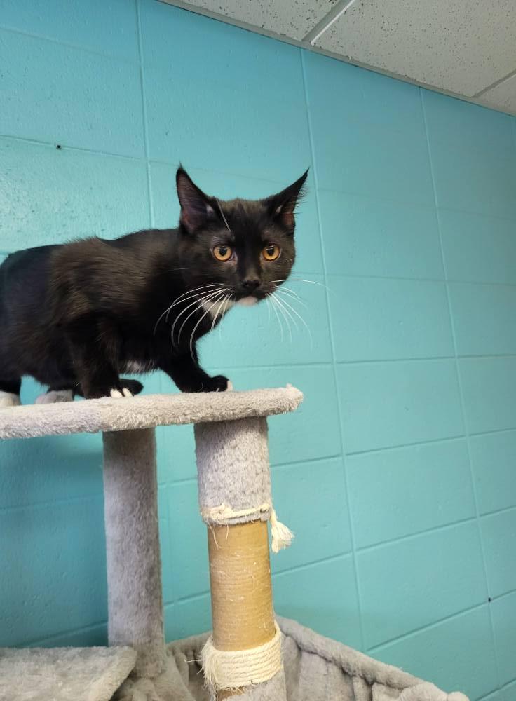 Enlarge Doo, a Adoptable Domestic Short Hair in Chilton, WI image 1/6