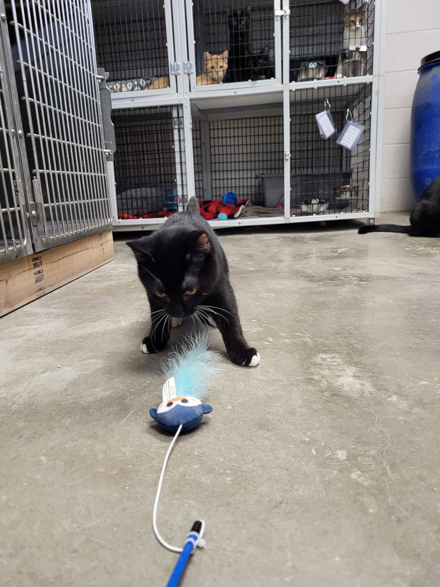 Enlarge Doo, a Adoptable Domestic Short Hair in Chilton, WI image 2/6