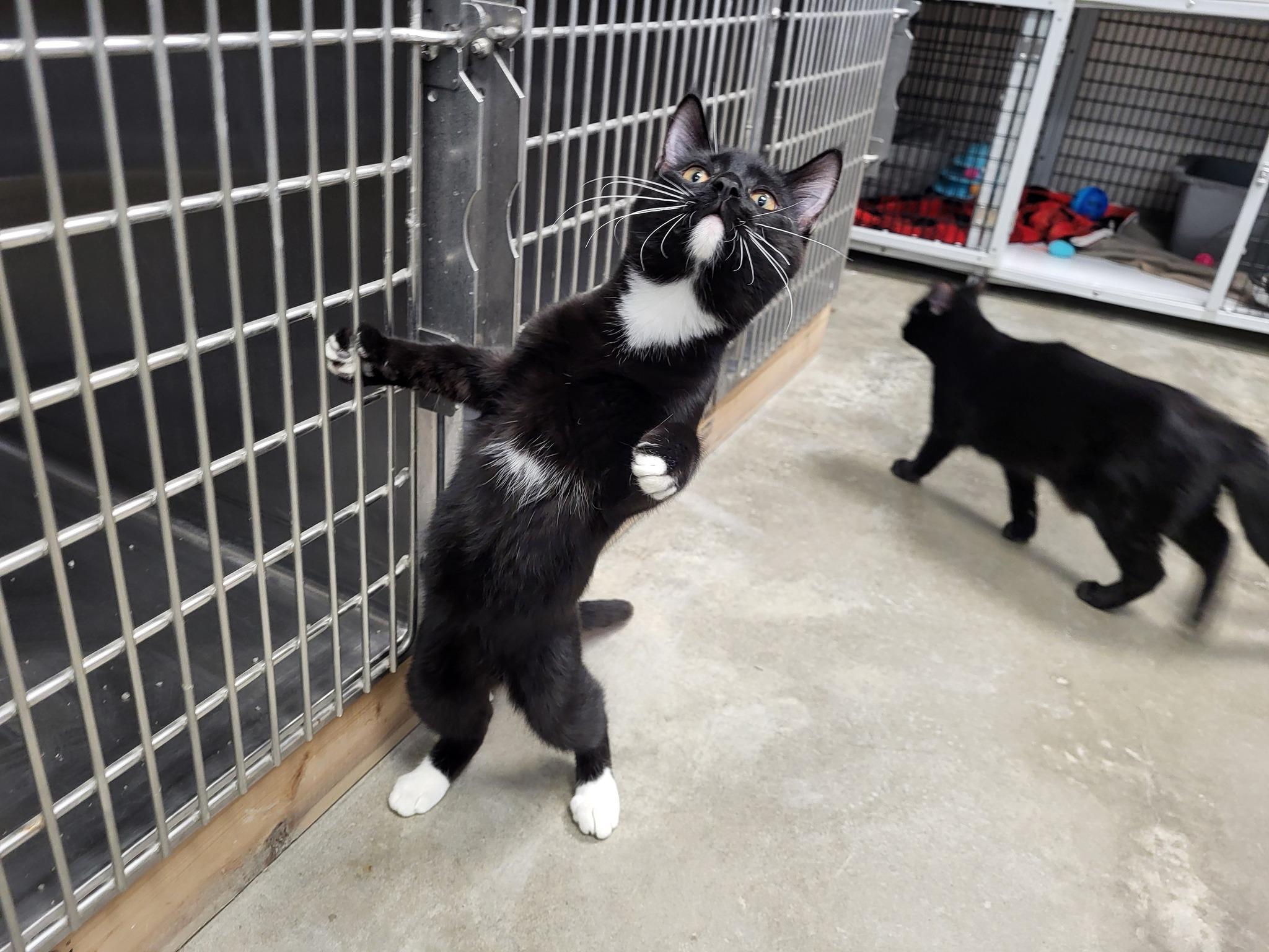 Enlarge Doo, a Adoptable Domestic Short Hair in Chilton, WI image 3/6