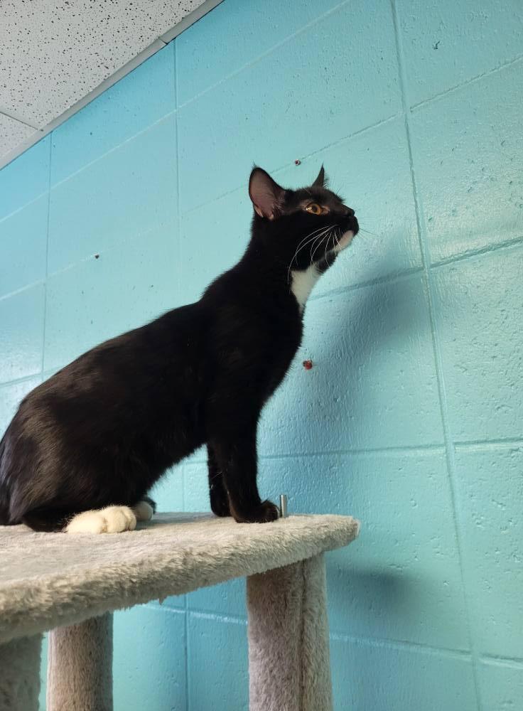 Enlarge Doo, a Adoptable Domestic Short Hair in Chilton, WI image 4/6