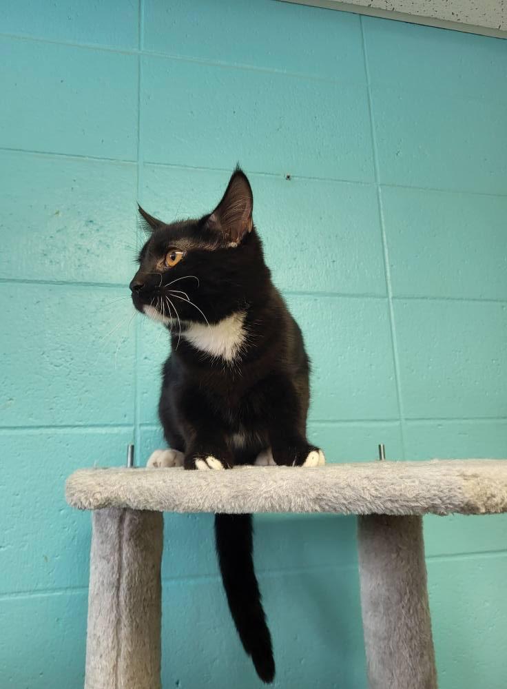 Enlarge Doo, a Adoptable Domestic Short Hair in Chilton, WI image 5/6