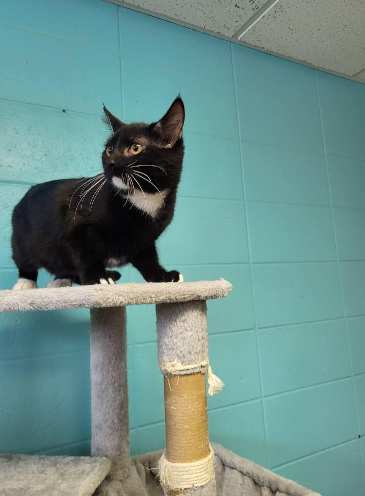 Enlarge Doo, a Adoptable Domestic Short Hair in Chilton, WI image 6/6