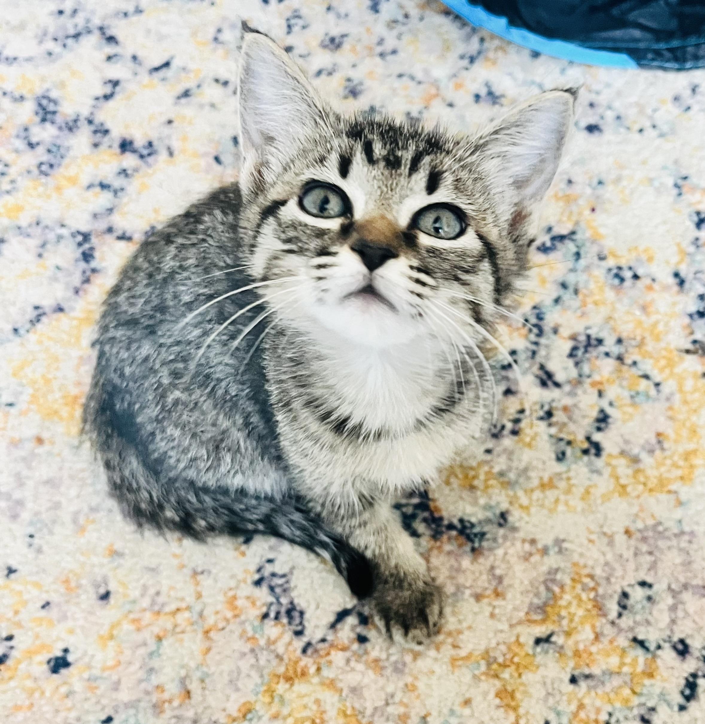 Enlarge Blossom, a Adopted mixed breed in Arlington, TX image 1/3
