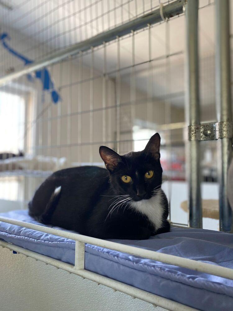 Beth, Adoptable, Adult Female Domestic Short Hair.