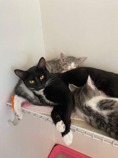 Beth, a Adoptable Domestic Short Hair in McPherson, KS image 4/4