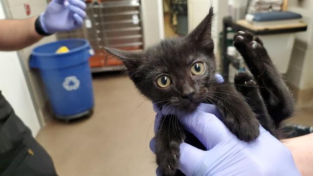 Enlarge KAHLUA, a Adoptable Domestic Short Hair in Aurora, IL image 1/1