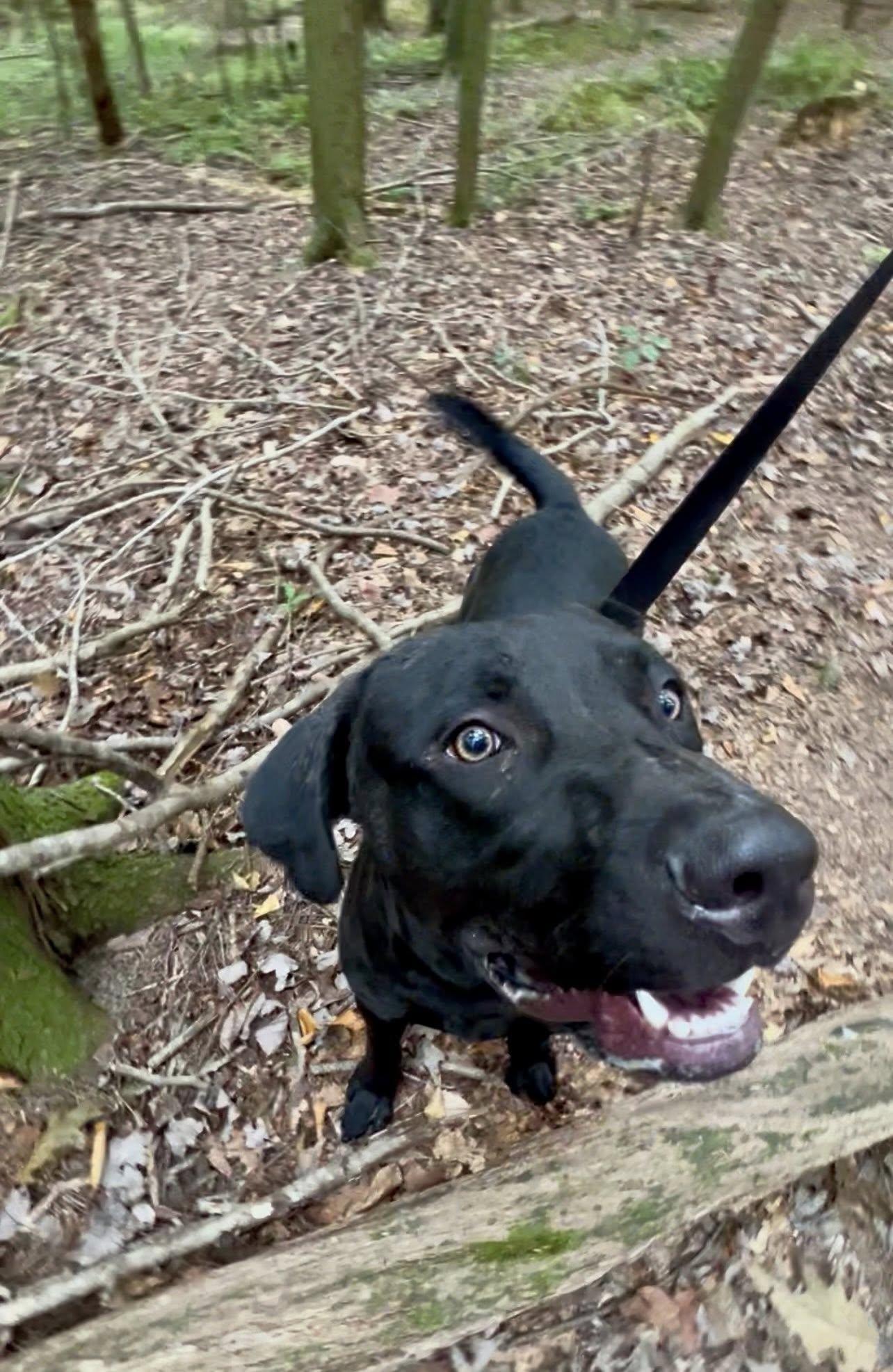 Enlarge STEELERS, an adopted mixed breed in Millerstown, PA image 6/6