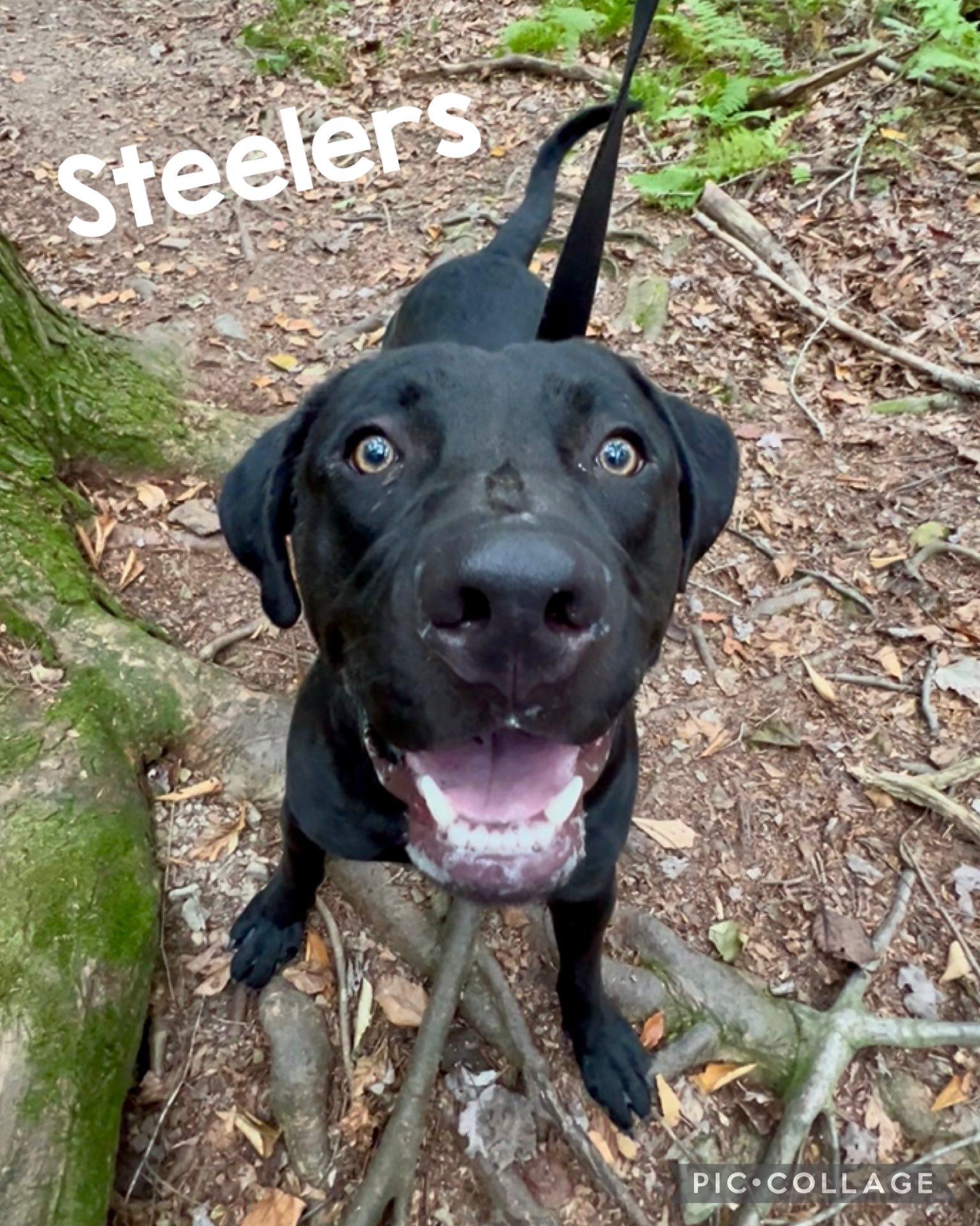 Enlarge STEELERS, an adopted mixed breed in Millerstown, PA image 1/6