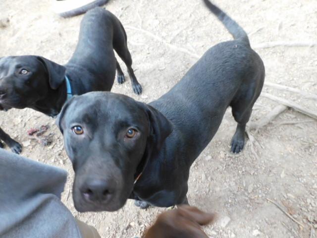 Enlarge STEELERS, an adopted mixed breed in Millerstown, PA image 4/6