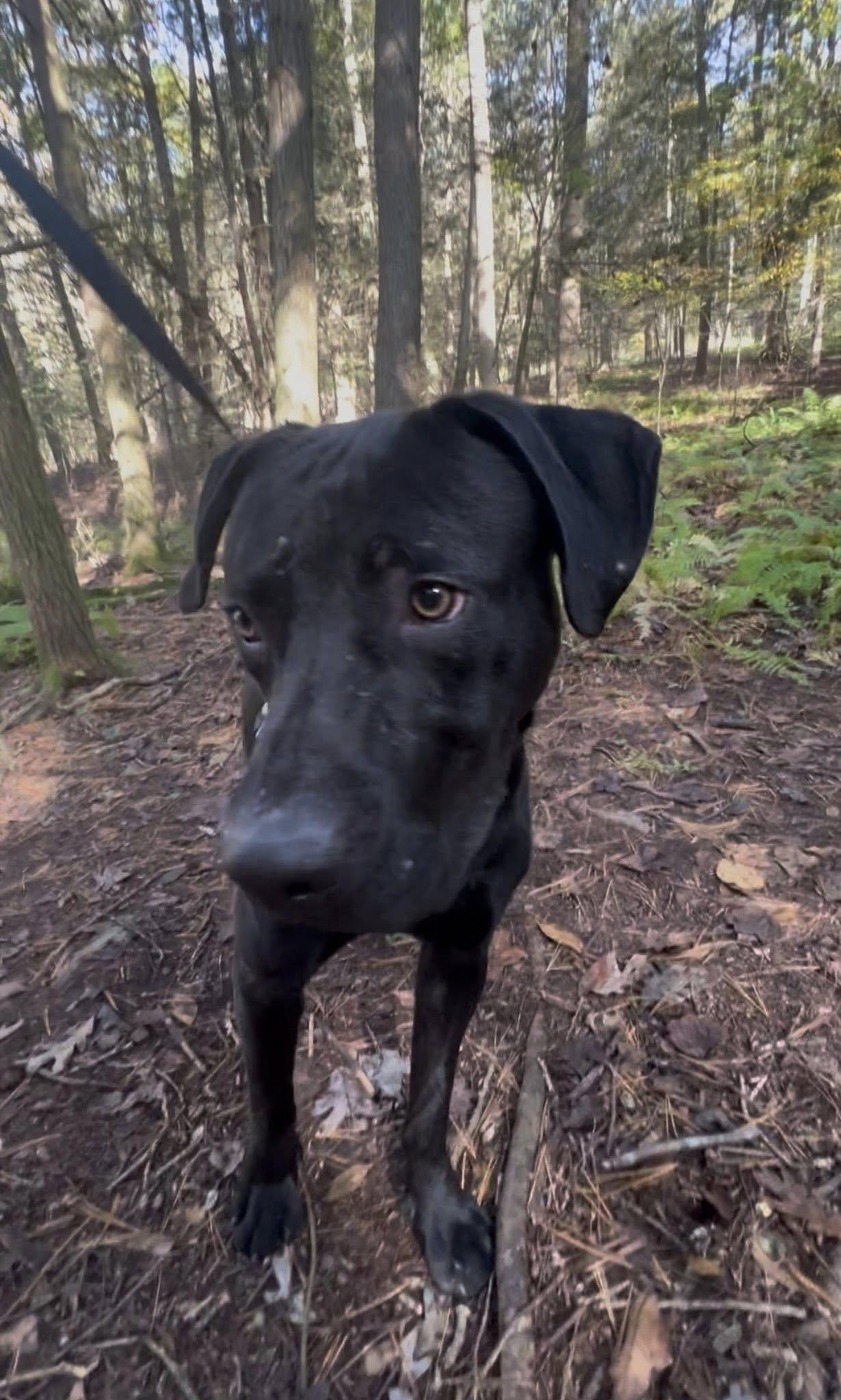 Enlarge STEELERS, an adopted mixed breed in Millerstown, PA image 5/6
