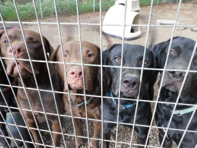 Enlarge STEELERS, an adopted mixed breed in Millerstown, PA image 3/6