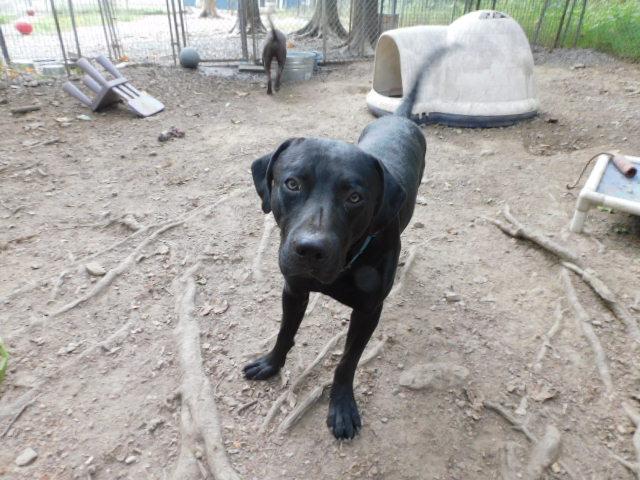 Enlarge STEELERS, an adopted mixed breed in Millerstown, PA image 2/6