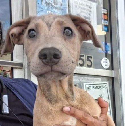 Ren, adoptable, Puppy Male Mixed Breed.