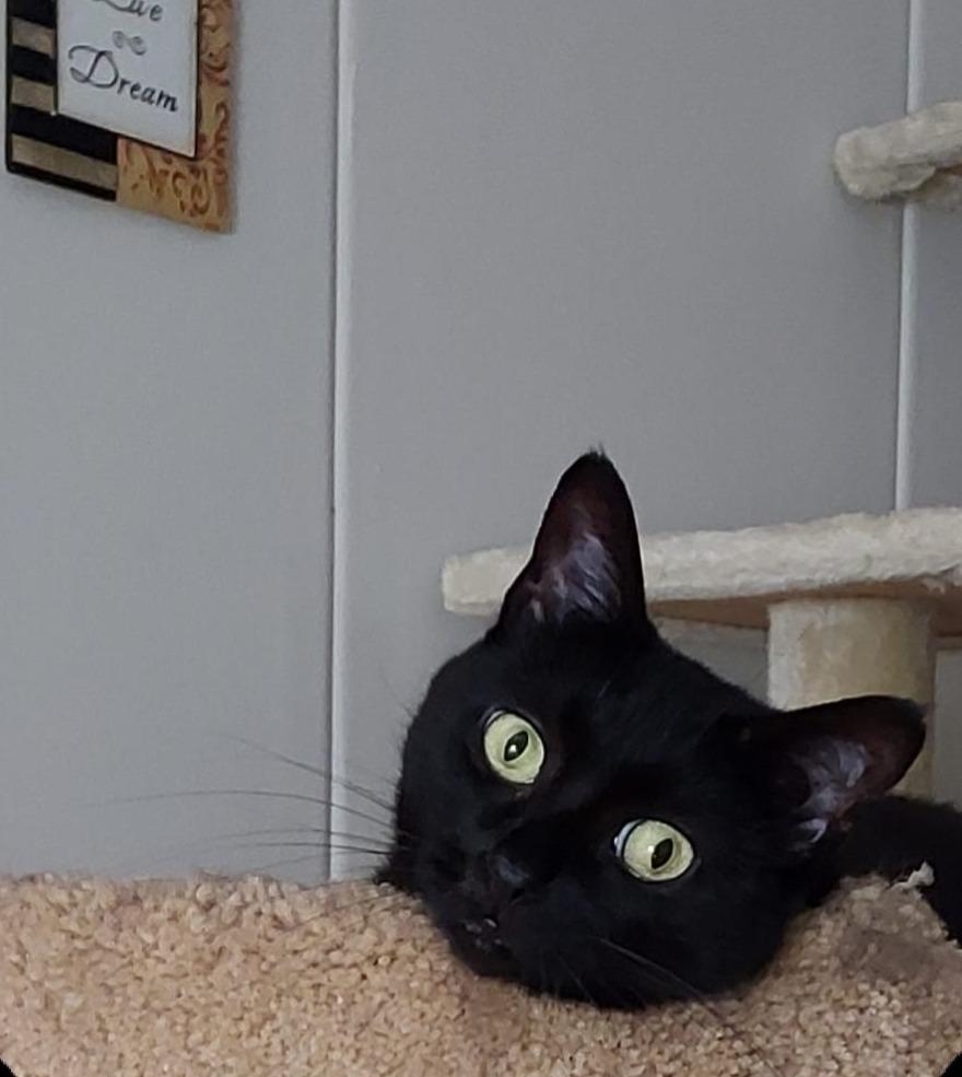 Enlarge Melody, a Adoptable Domestic Short Hair in Westford, MA image 1/5