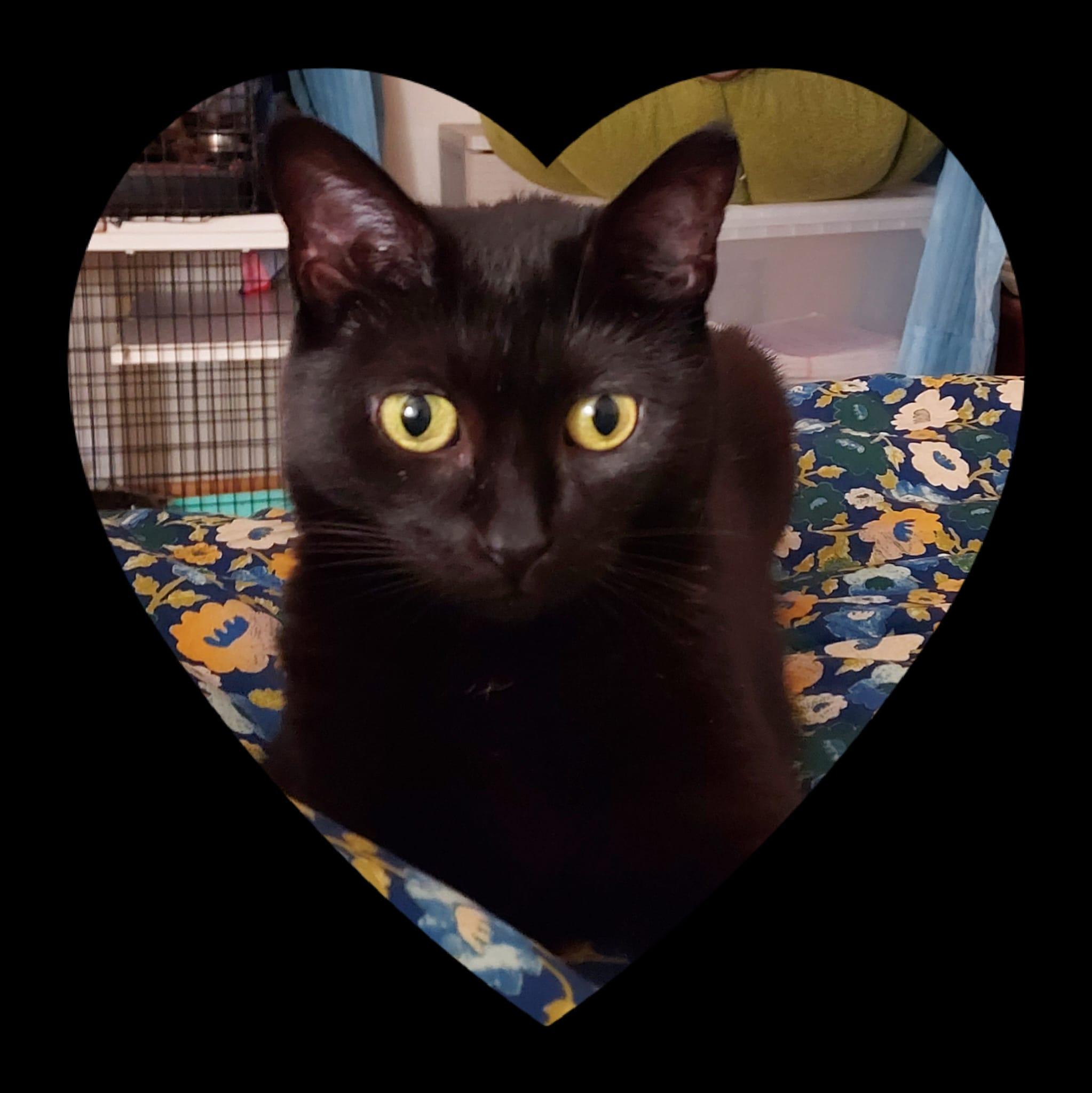 Enlarge Melody, a Adoptable Domestic Short Hair in Westford, MA image 3/5