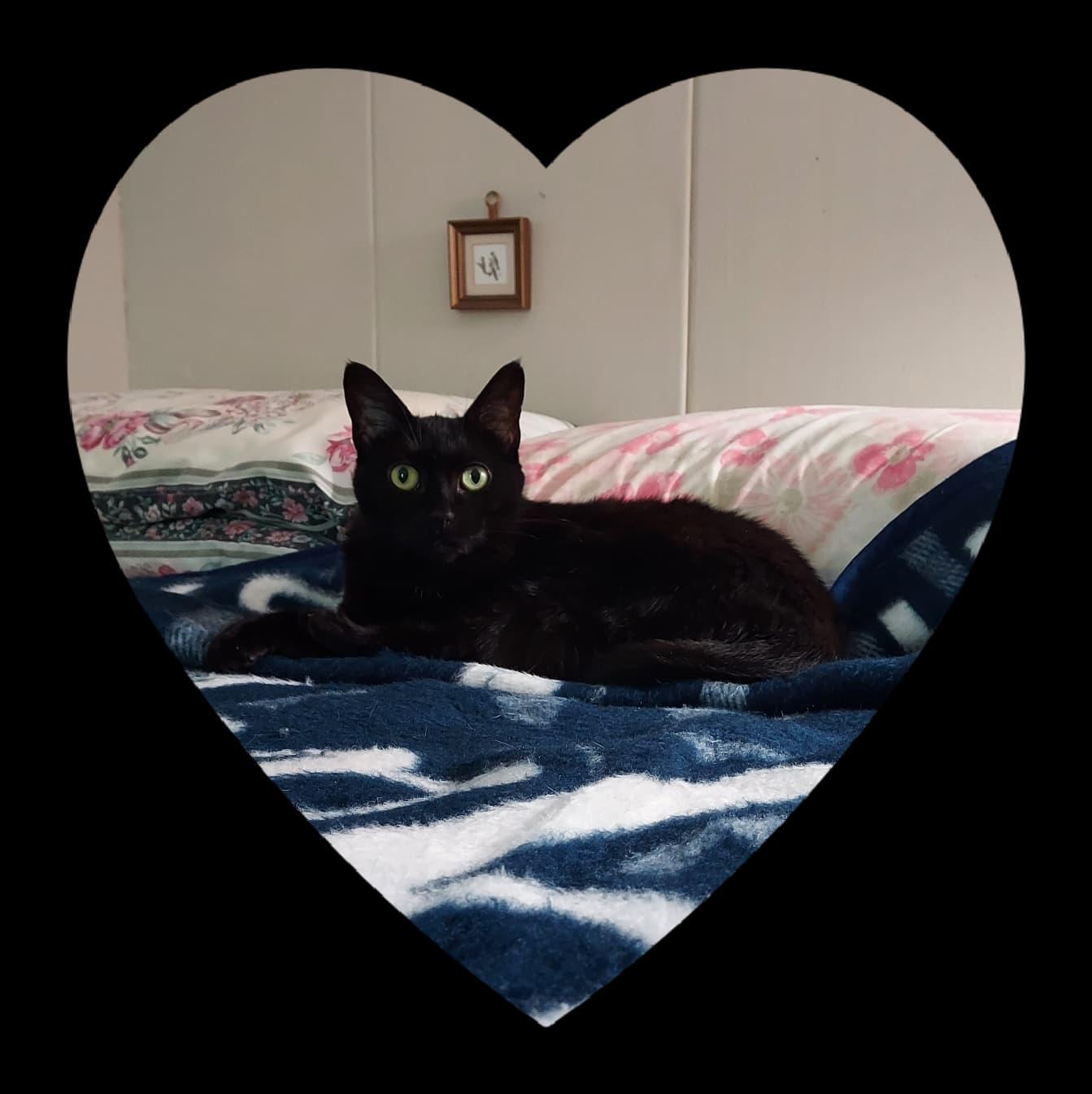 Enlarge Melody, a Adoptable Domestic Short Hair in Westford, MA image 4/5