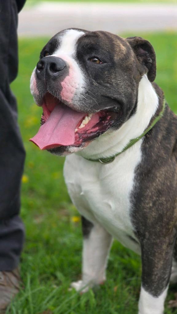 Enlarge Big Ben, a Adopted American Bulldog in Huntington, IN image 1/2