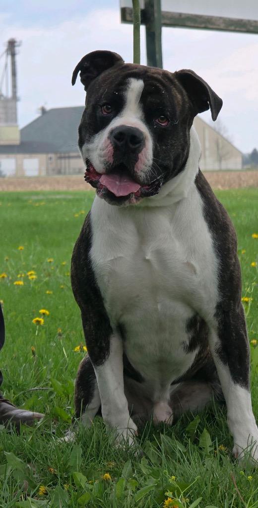 Enlarge Big Ben, a Adopted American Bulldog in Huntington, IN image 2/2