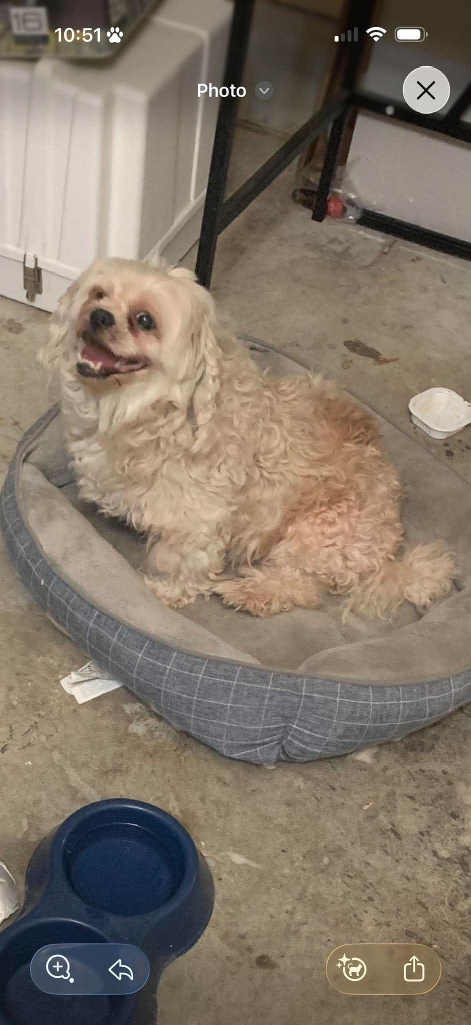 Mickie, Adoptable, Senior Female Cocker Spaniel.