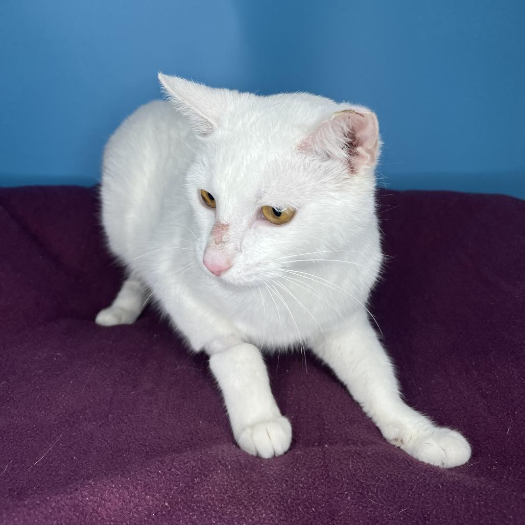 Enlarge Faith, a Adoptable Domestic Short Hair in San Antonio, TX image 1/6