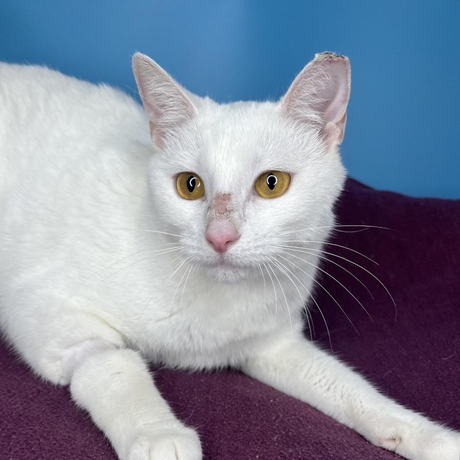 Enlarge Faith, a Adoptable Domestic Short Hair in San Antonio, TX image 2/6