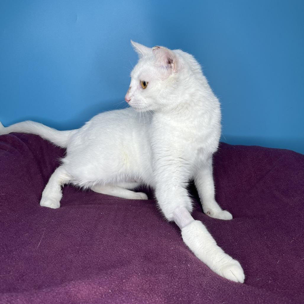 Enlarge Faith, a Adoptable Domestic Short Hair in San Antonio, TX image 3/6