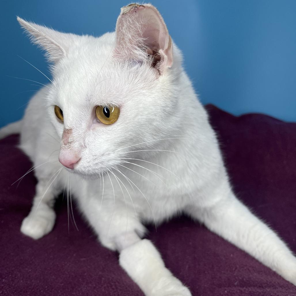 Enlarge Faith, a Adoptable Domestic Short Hair in San Antonio, TX image 4/6