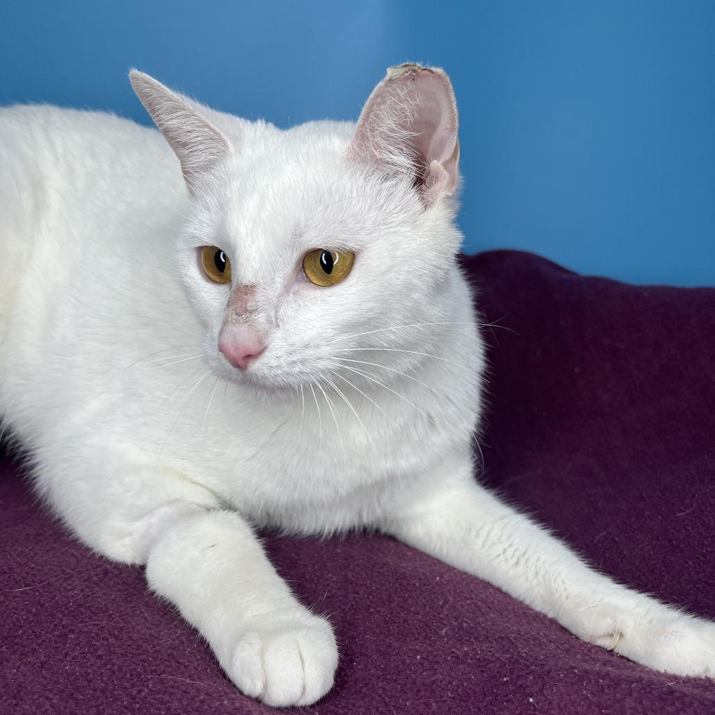 Enlarge Faith, a Adoptable Domestic Short Hair in San Antonio, TX image 5/6